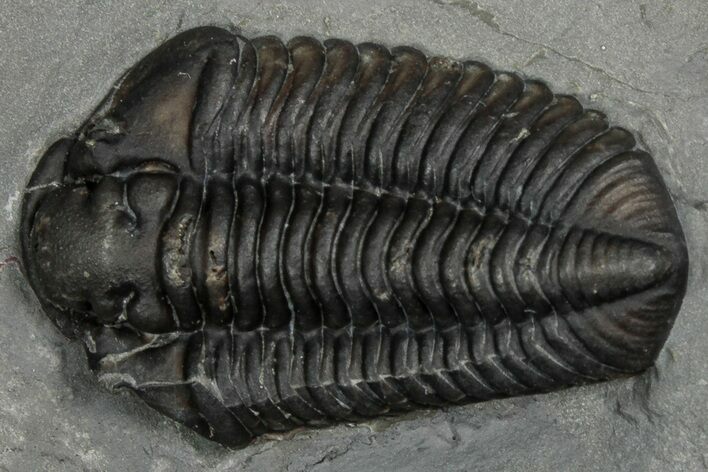 Calymene Niagarensis Trilobite Fossil - New York #357088